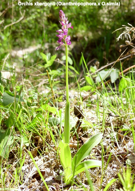 Le orchidee di Vallepietra nel Parco Naturale dei Monti Simbruini (Roma).